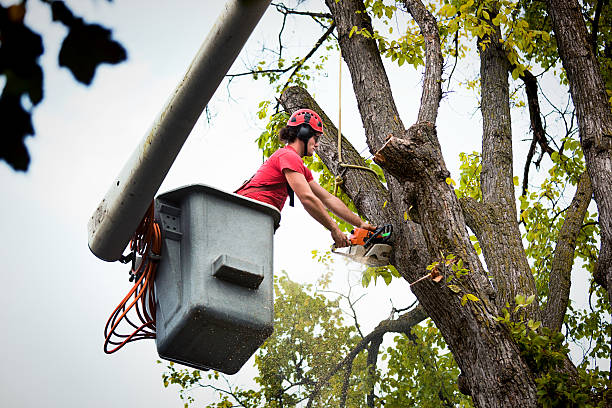 Best Tree Removal Near Me  in Holiday Island, AR